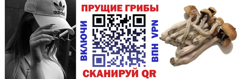 Галлюциногенные грибы Psilocybe  Белёв 
